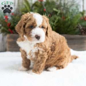 Destiny, Mini Bernedoodle Puppy